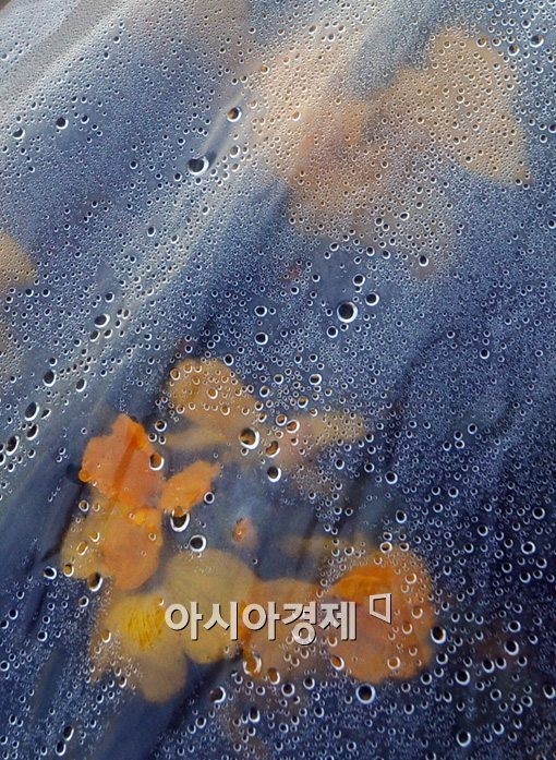 [포토]화창한 봄 기다리는 봄꽃들