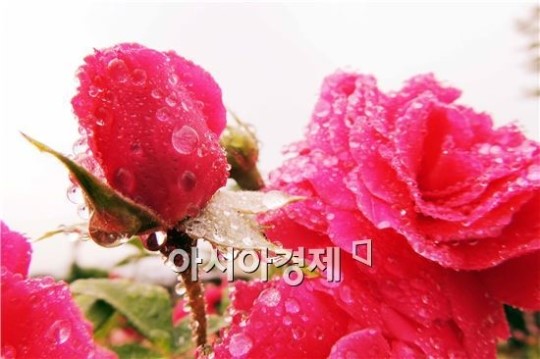[포토]영롱한 물방울 맺힌 장미