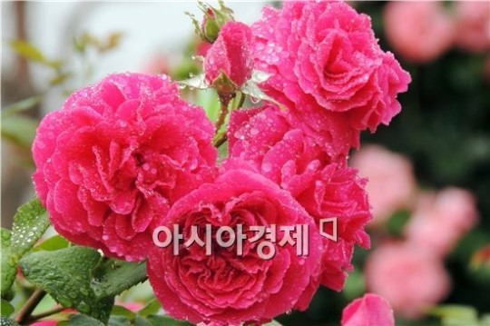 [포토]관광객 유혹하는 영롱한 빨간 장미