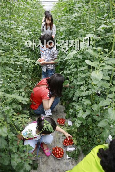 토마토야 여름을 부탁해