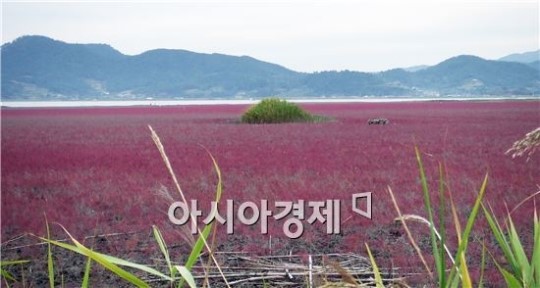 붉은 빛  칠면초로 장관 이룬  순천만