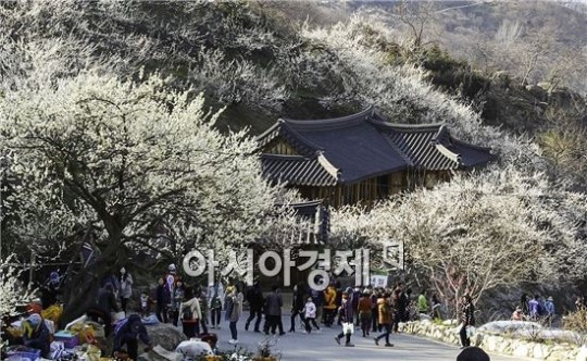 [포토]매화향기 그윽한 광양 매화마을