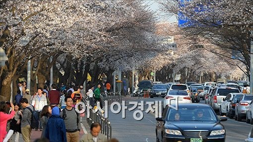 이번 주 날씨, 벚꽃 만개…고온현상 보인 뒤 주중 비온 뒤 한풀 꺾여