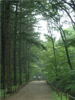 국립수목원,  광릉 전나무 숲길 및 산림동물원 개방