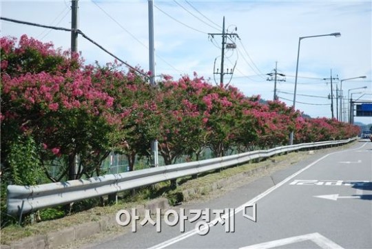 순천~보성 경계간 국도 2호선변 분홍빛 배롱나무 만개