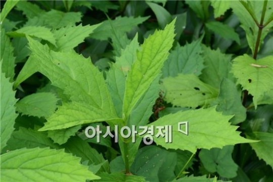 광양 백운산 일대서 자란초 등 희귀종 서식