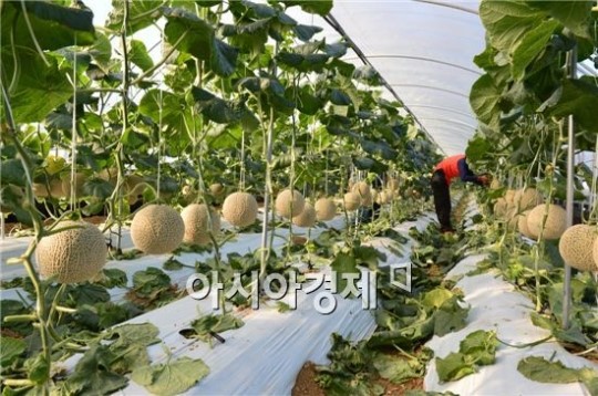 황토에서 자란 달콤한 고창멜론 인기