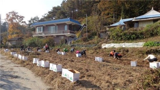 성북구 장위1동 고구마 수확 이웃사랑 전달