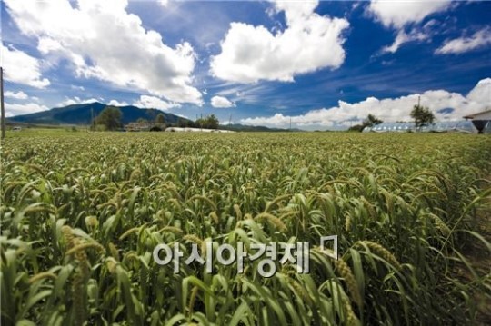 해남 현산에 연평균 500t 규모 잡곡유통센터 건립