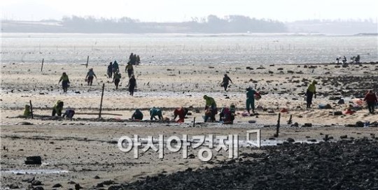 [포토]함평에서 자연산 석화따는 어민 행렬