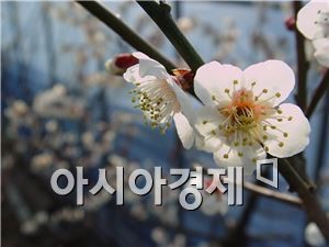 보해양조, 해남 매실농원 제5회 땅끝매화축제 개최