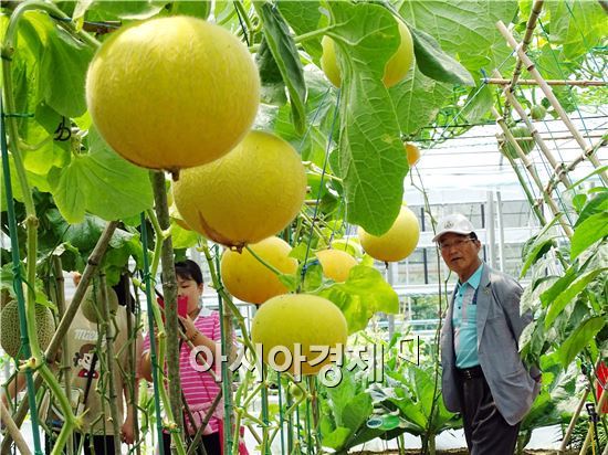 [포토]함평나비축제장에서 익어가는 멜론