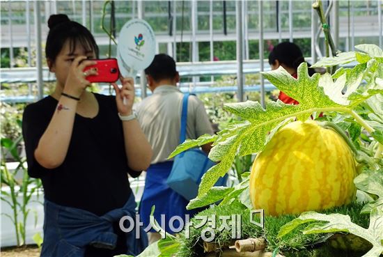[포토]함평나비축제장에 선보인 노란수박 인기
