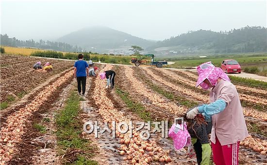 신안 장산중학교, 농촌 일손 돕기에 발 벗고 나서