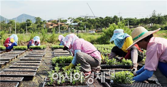 [포토]함평군, 국향대전 준비하는 바쁜 손길
