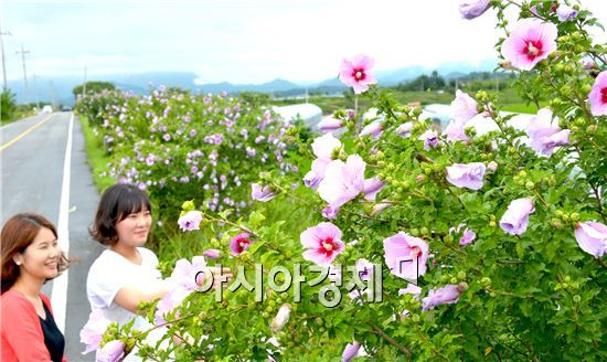 [포토]담양도로변 무궁화꽃 활짝 ‘눈길’