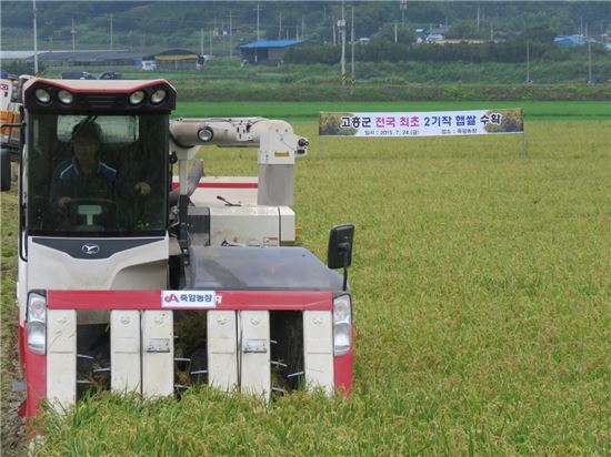 고흥 죽암농장, 햇벼 31톤 수확