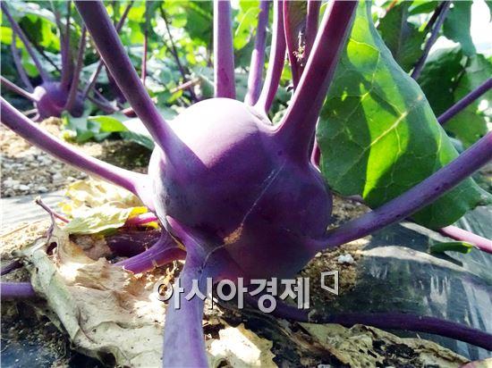 장흥 와송농원, 유기농 보라빛 콜라비 수확