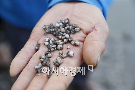 보성군, 2016년산 벌교꼬막 인공치패 성장상태 청신호