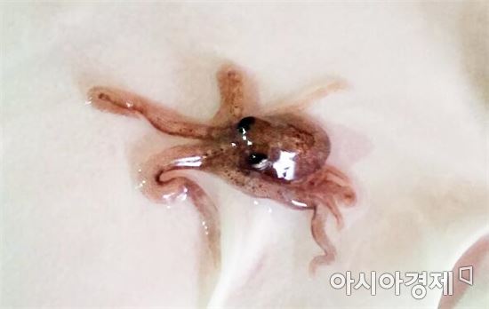 전남도, 갯벌 낙지 자원 조성 박차