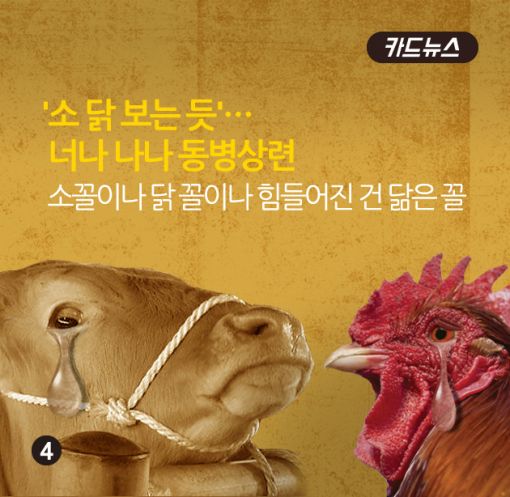 [카드뉴스]소 닭 보듯…한우·양계농가 동병상련