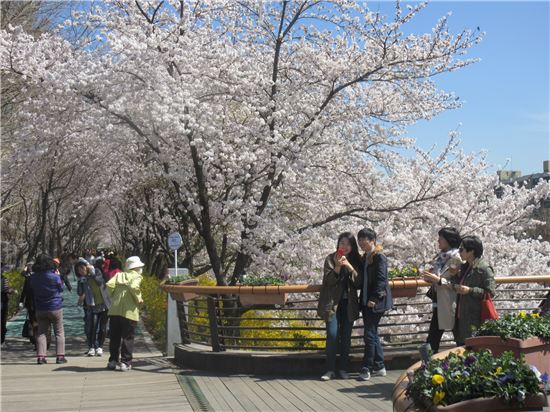 양재천 벚꽃축제 오세요~~~