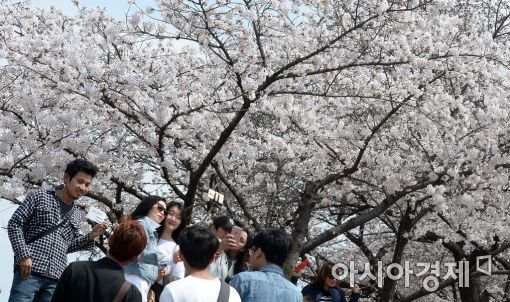 [포토]벚꽃나무 아래에서