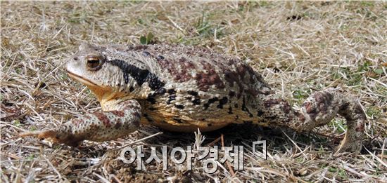 두꺼비 먹은 50남, 독극물 중독으로 숨져…황소개구리로 착각