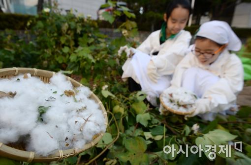 [포토]이게 바로 목화구나
