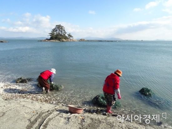 “추워야 제맛이제” 장흥 남포 소등섬 ‘장작 굴구이’ 별미