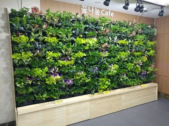 강남노인종합복지관 무더위 쉼터에 식물 공기정화 시스템 구축