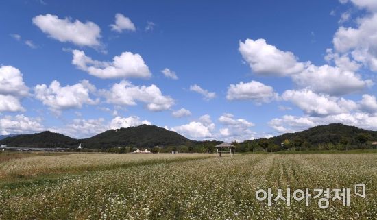 [포토] 청명한 하늘과 메밀꽃밭 원두막