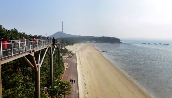 [조용준의 여행만리]주꾸미·동백에 취하고…백마강 낙화암에 가슴 저리고