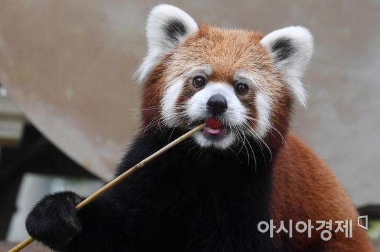 [포토] 레서판다의 추석 특식