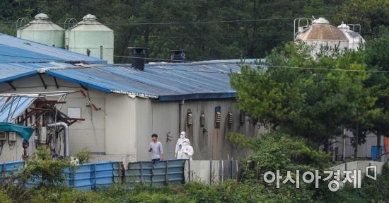 [포토]아프리카돼지열병 발생 원인 찾는 방역본부