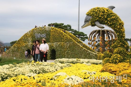 함평 국향대전 가보니…“국화와 그 향기에 취할 듯”