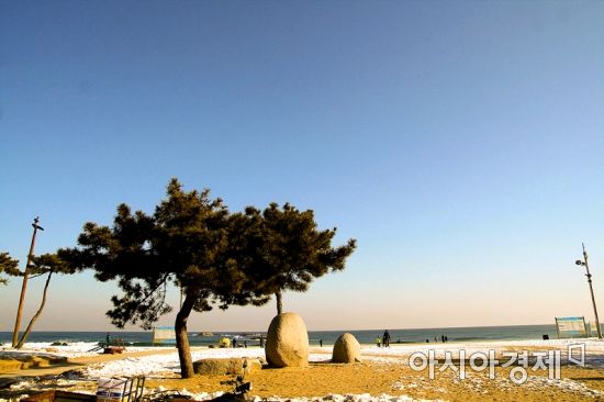 해안 경관 복원‥ 강릉 남항진해변 해안림 조성