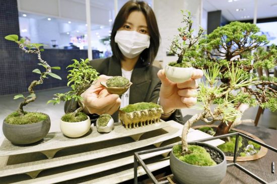 [포토] 갤러리아百, 미니 분재로 만든 집안의 작은 정원