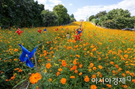[포토]노랑 코스모스 가득한 들꽃마루