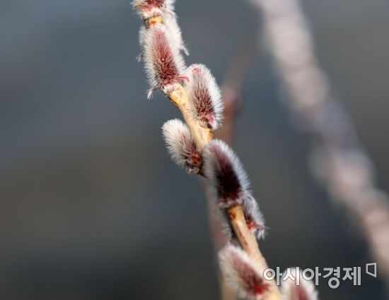 [포토] 봄마중 나온 버들강아지