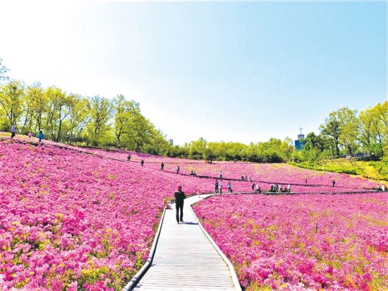 10만 주 철쭉 만개한 노원 불암산 힐링타운 공연