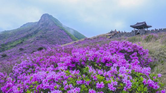 핑크 옷 갈아입은 산청 황매산 … 철쭉제 대체 농특산물 장터 운영