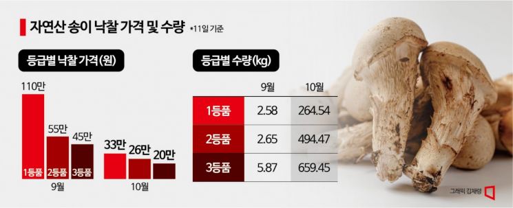 110만원→33만원…금값 자연산 송이, 한 달 새 가격 폭락