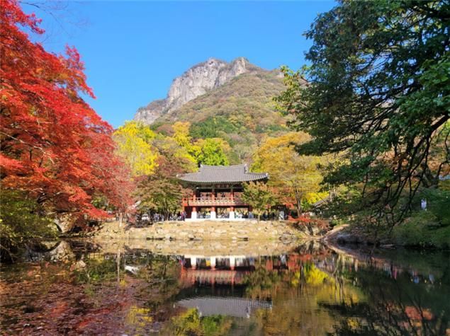 내장산국립공원 백암산 아기단풍 이번 주말 절정