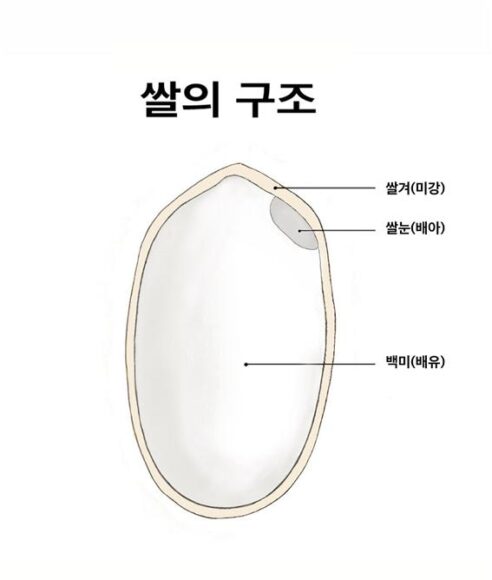 “밥이 보약이라고?”…더 특별한 무엇이 있다
