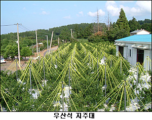 최고품질 극조생 밀감, 21세기형 생산기반으로 가능