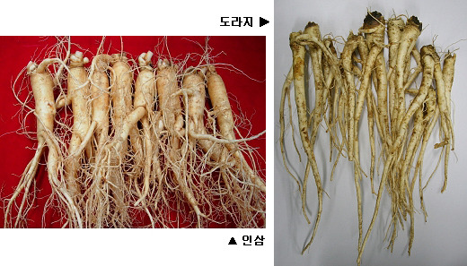 감사의 마음, ‘고려인삼·토종약초’로 건강 선물하세요