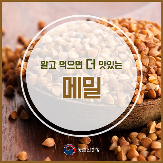 알고 먹으면 더 맛있는 ‘메밀’