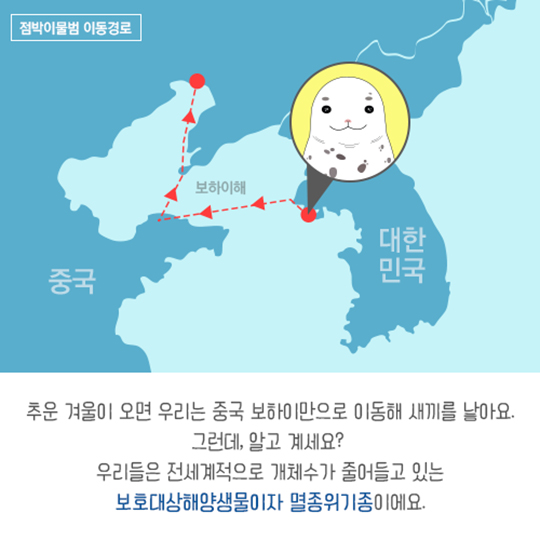 집으로 가는 길, 점박이물범 복돌이의 여정