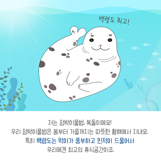 집으로 가는 길, 점박이물범 복돌이의 여정